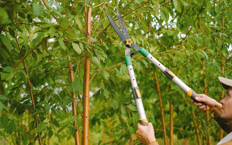 Tree trimming in Taylorsville, NC
